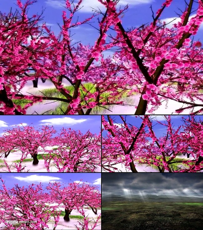 最新桃花视频